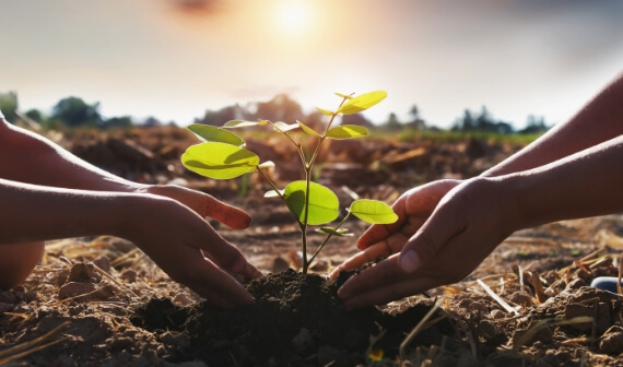 Imagem plantando uma árvore